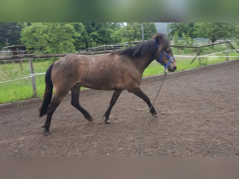 Caballos islandeses Yegua 7 años 130 cm Buckskin/Bayo in Emmendingen