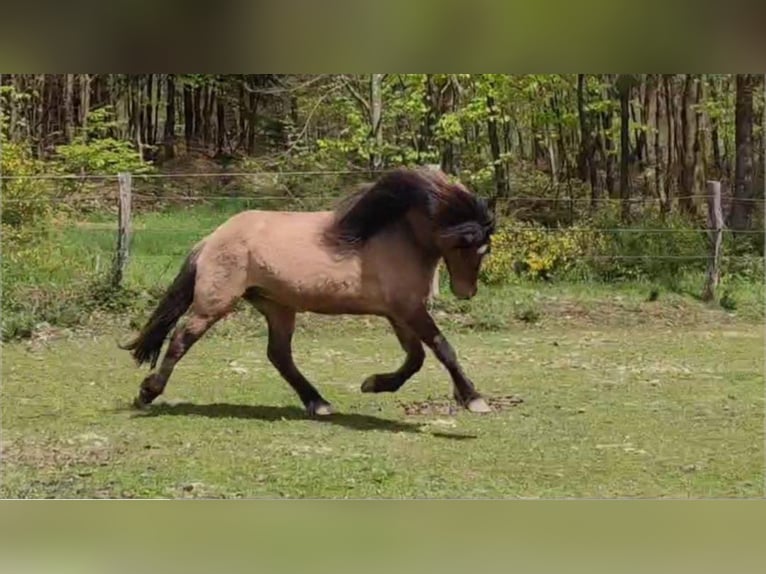 Caballos islandeses Yegua 7 años 132 cm Bayo in Haslach