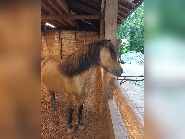 Caballos islandeses Yegua 7 años 132 cm Bayo in Haslach