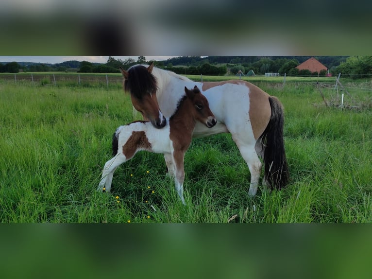 Caballos islandeses Yegua 7 años 134 cm Pío in Lemgo