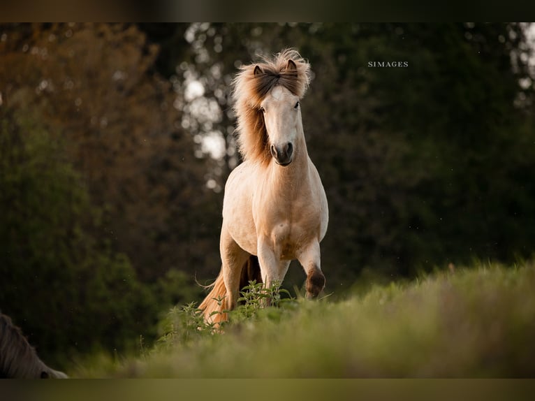 Caballos islandeses Yegua 7 años 135 cm Buckskin/Bayo in Feldbach