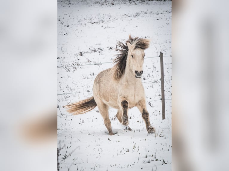 Caballos islandeses Yegua 7 años 135 cm Buckskin/Bayo in Feldbach
