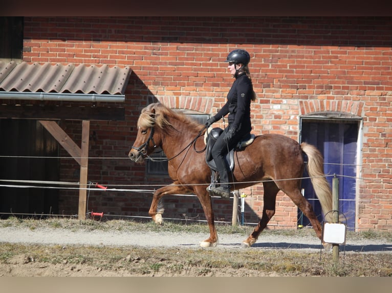 Caballos islandeses Yegua 7 años 136 cm Alazán in Kalletal