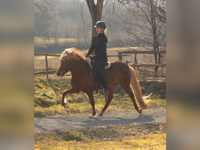 Caballos islandeses Yegua 7 años 136 cm Alazán in Kalletal