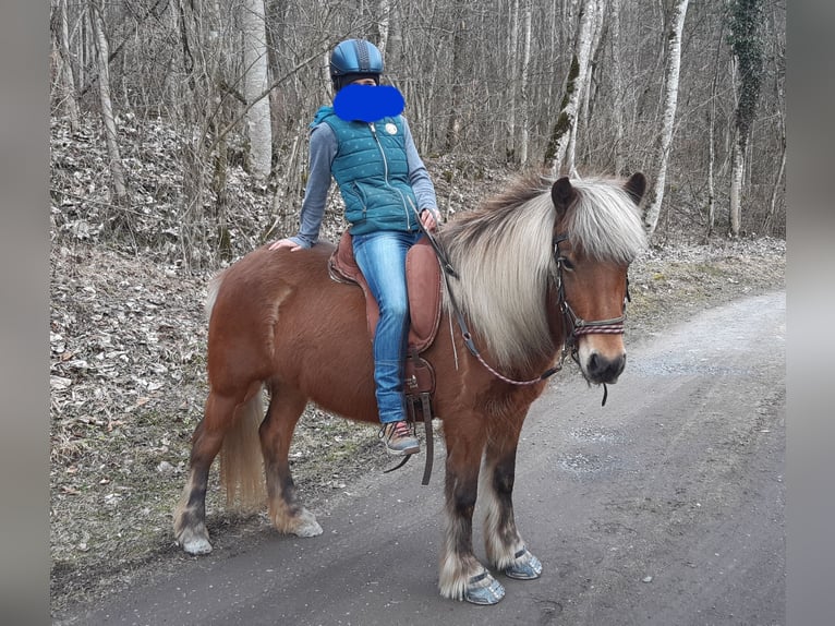 Caballos islandeses Yegua 7 años 136 cm in Hofstetten b.Brienz