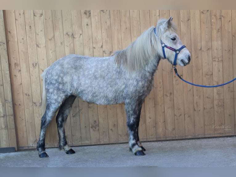 Caballos islandeses Yegua 7 años 136 cm Tordo in Stra&#xDF;walchen