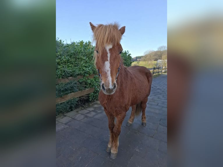 Caballos islandeses Yegua 7 años 137 cm Alazán in Nettersheim