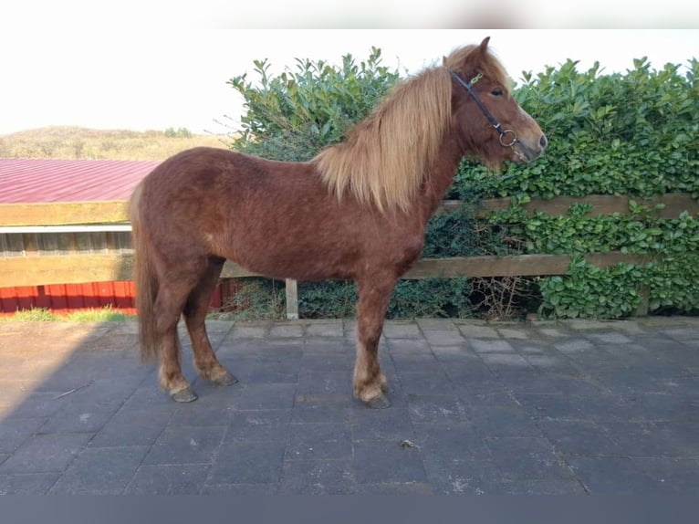 Caballos islandeses Yegua 7 años 137 cm Alazán in Nettersheim