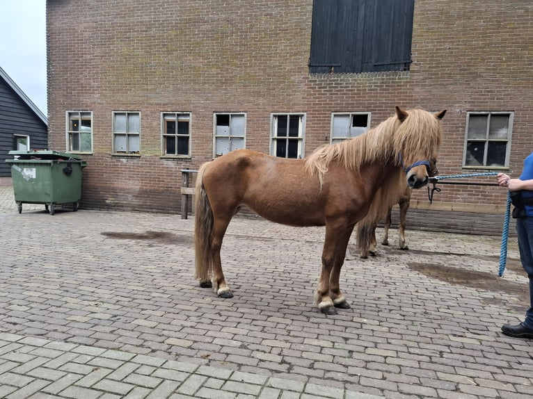 Caballos islandeses Yegua 7 años 137 cm Alazán in Putten