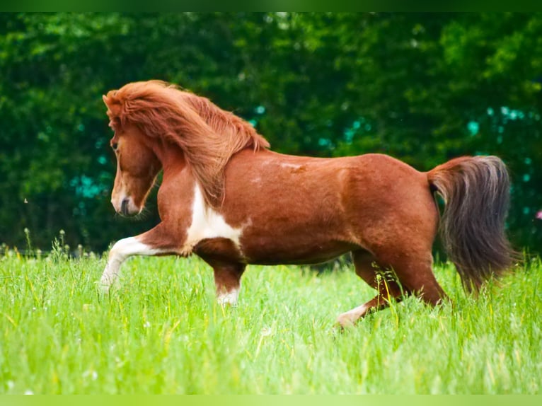 Caballos islandeses Yegua 7 años 137 cm Pío in Stapelfeld