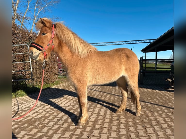 Caballos islandeses Yegua 7 años 138 cm Bayo in Fronreute