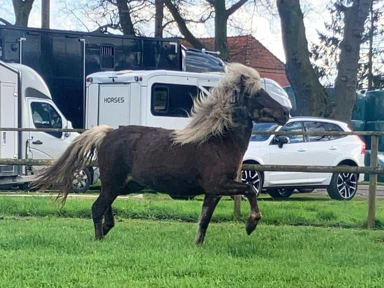 Caballos islandeses Yegua 7 años 138 cm in Bücken