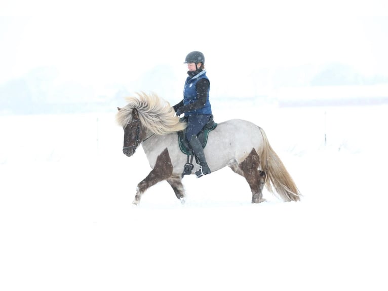 Caballos islandeses Yegua 7 años 138 cm  in Niebüll