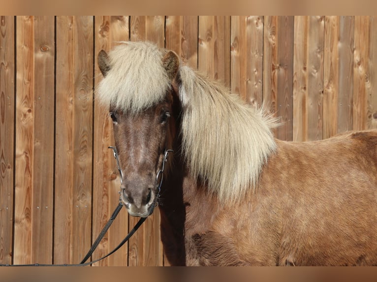 Caballos islandeses Yegua 7 años 138 cm in L&#xFC;dinghausen
