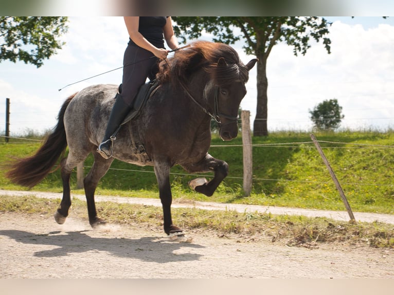 Caballos islandeses Yegua 7 años 138 cm Negro in Pfalzgrafenweiler