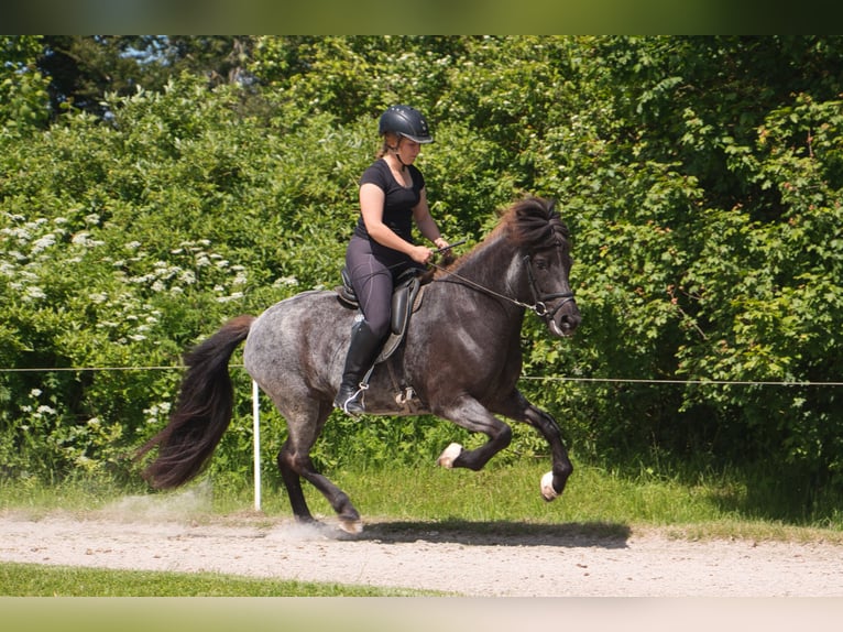 Caballos islandeses Yegua 7 años 138 cm Negro in Pfalzgrafenweiler