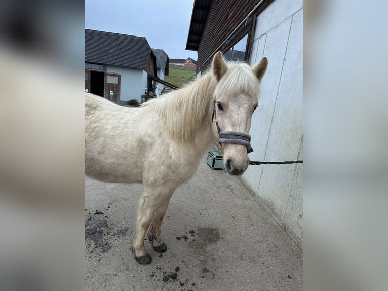 Caballos islandeses Yegua 7 años 138 cm Palomino in Hamberg