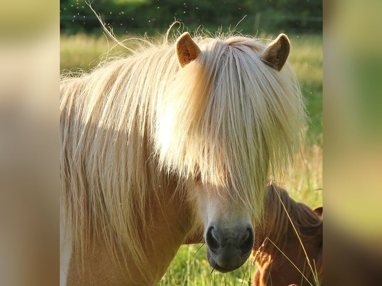 Caballos islandeses Yegua 7 años 138 cm Palomino in Saarland