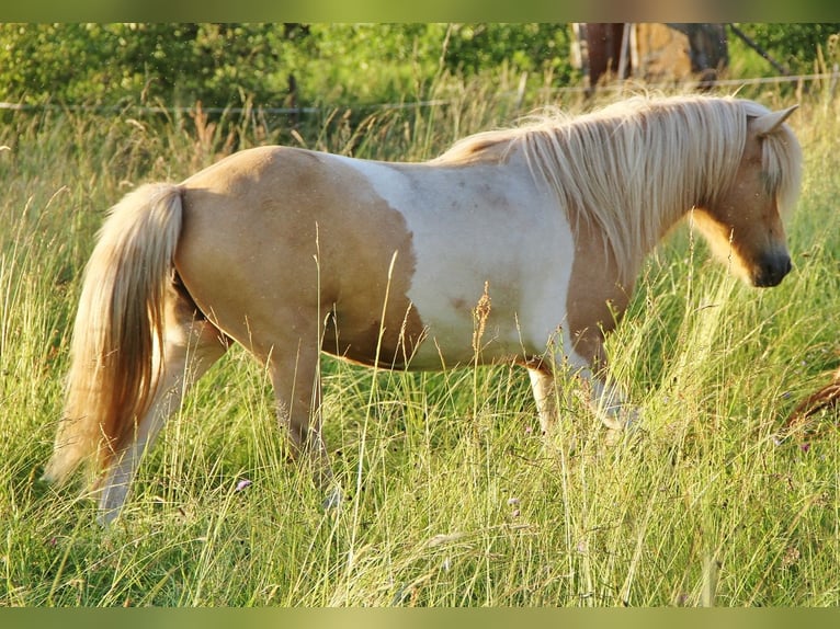 Caballos islandeses Yegua 7 años 138 cm Palomino in Saarland