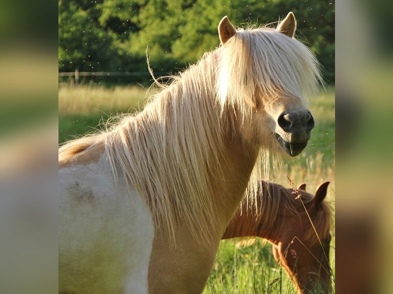 Caballos islandeses Yegua 7 años 138 cm Palomino in Saarland