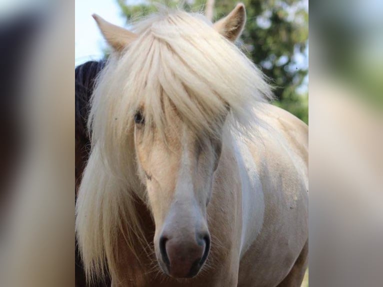 Caballos islandeses Yegua 7 años 138 cm Palomino in Kirchnüchel