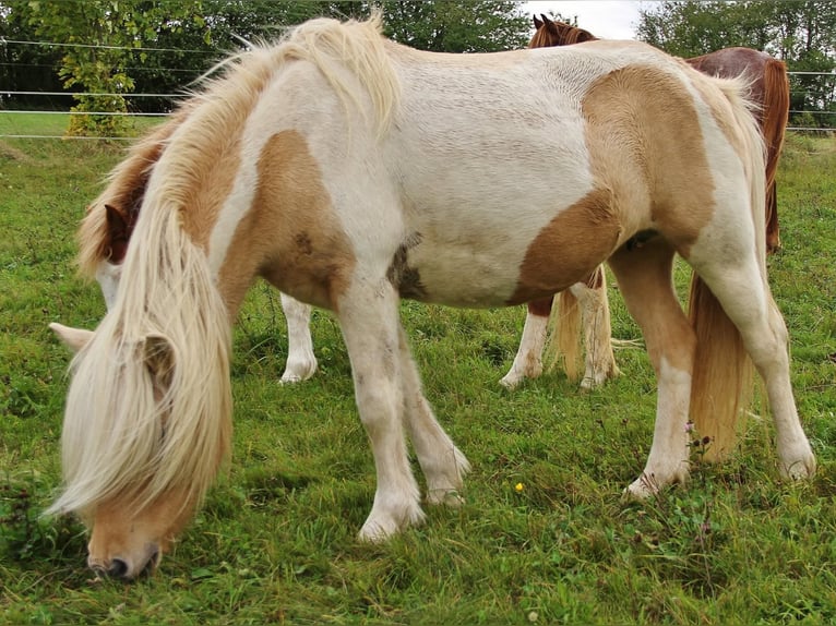 Caballos islandeses Yegua 7 años 138 cm Pío in Saarland