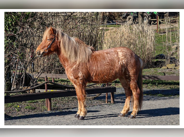 Caballos islandeses Yegua 7 años 138 cm Ruano alazán in Bad Honnef