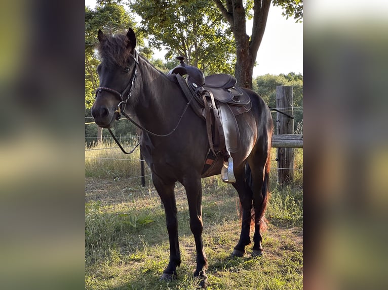 Caballos islandeses Yegua 7 años 139 cm Castaño in Rheinsberg OT