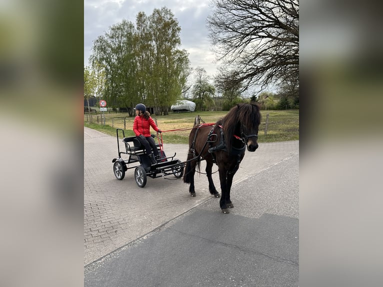 Caballos islandeses Yegua 7 años 139 cm Castaño in Rheinsberg OT