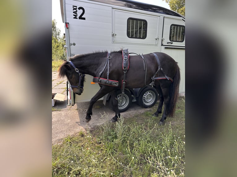 Caballos islandeses Yegua 7 años 139 cm Castaño in Rheinsberg OT