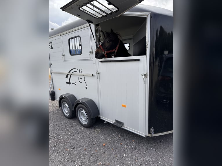 Caballos islandeses Yegua 7 años 139 cm Castaño in Rheinsberg OT