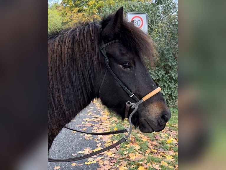 Caballos islandeses Yegua 7 años 139 cm Castaño in Rheinsberg OT