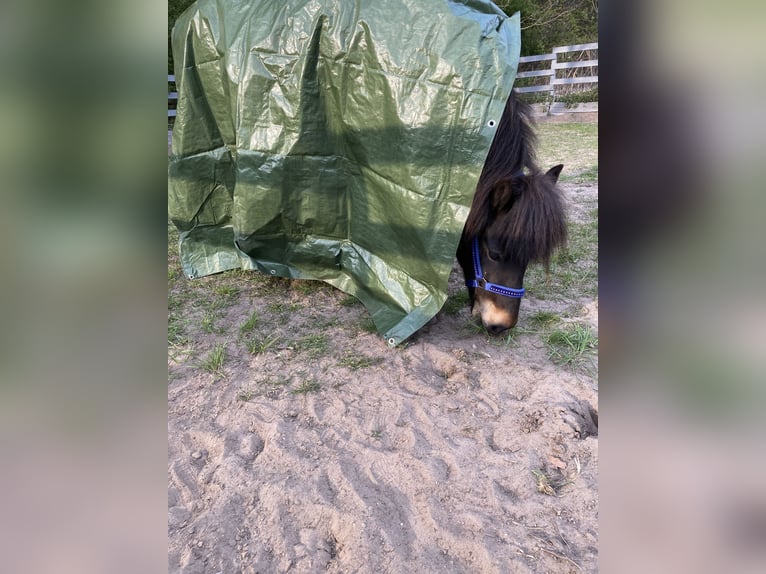 Caballos islandeses Yegua 7 años 139 cm Castaño in Rheinsberg OT