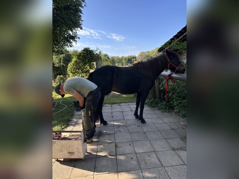 Caballos islandeses Yegua 7 años 139 cm Castaño in Rheinsberg OT