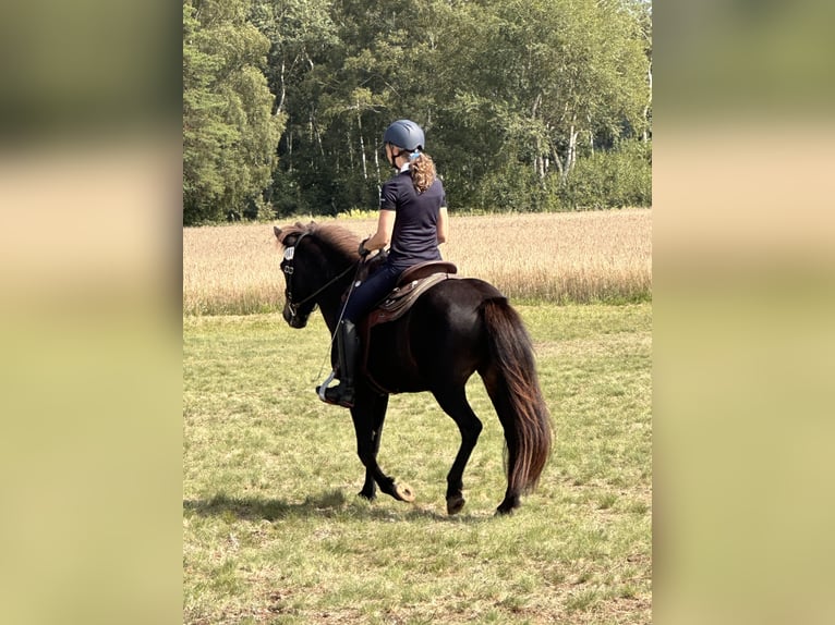 Caballos islandeses Yegua 7 años 139 cm Castaño in Rheinsberg OT