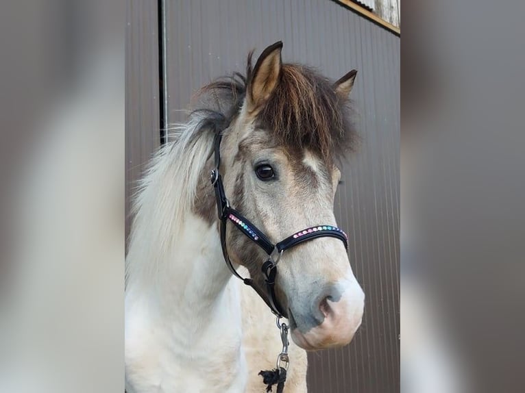 Caballos islandeses Yegua 7 años 139 cm Pío in Saarland
