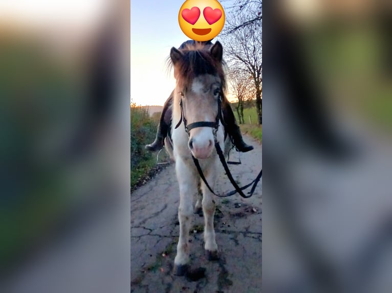 Caballos islandeses Yegua 7 años 139 cm Pío in Saarland