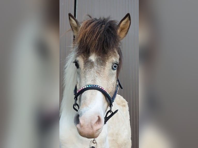 Caballos islandeses Yegua 7 años 139 cm Pío in Saarland