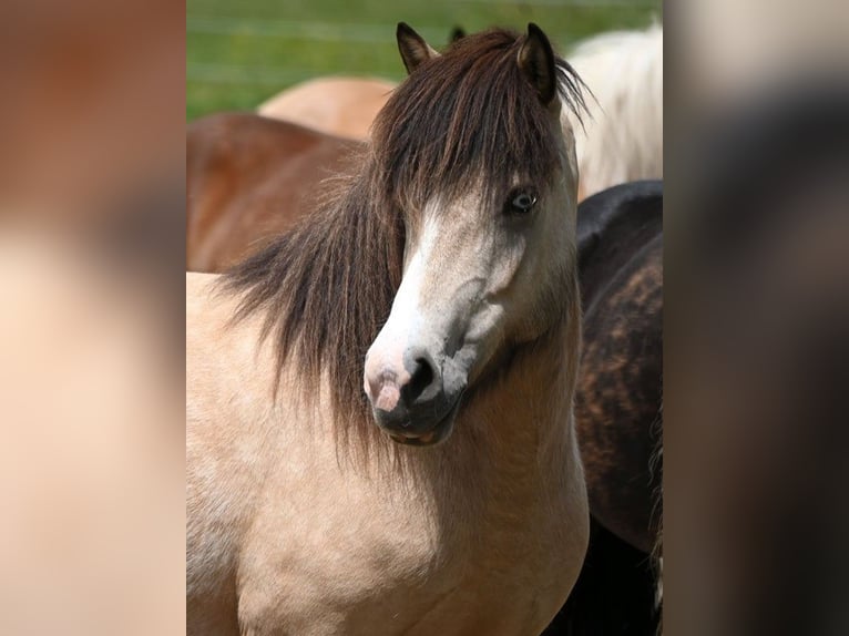 Caballos islandeses Yegua 7 años 140 cm Buckskin/Bayo in Land-Übelbach