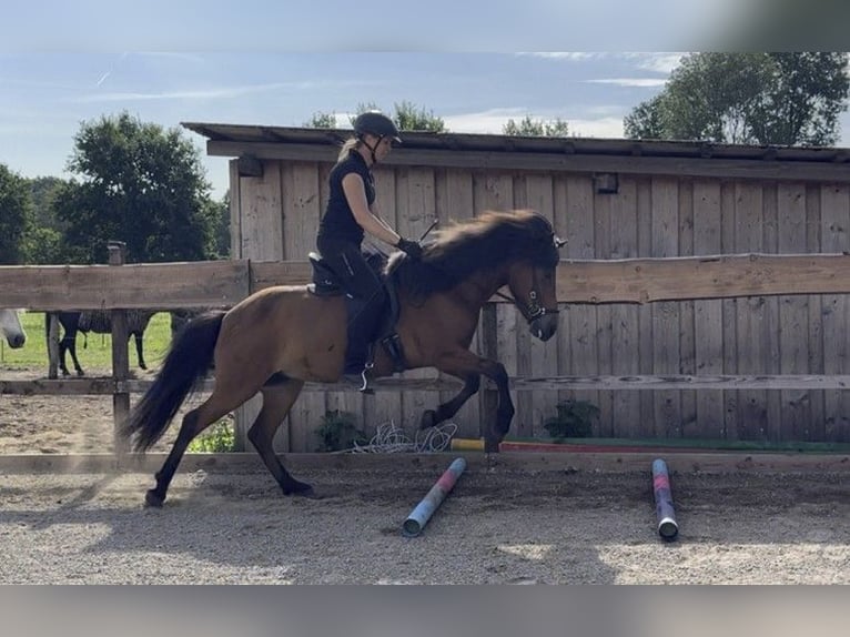 Caballos islandeses Yegua 7 años 140 cm Castaño in Schneverdingen