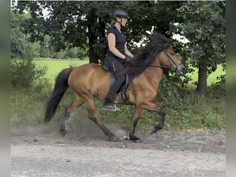 Caballos islandeses Yegua 7 años 140 cm Castaño in Schneverdingen