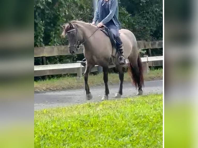 Caballos islandeses Yegua 7 años 140 cm Grullo in Hückeswagen