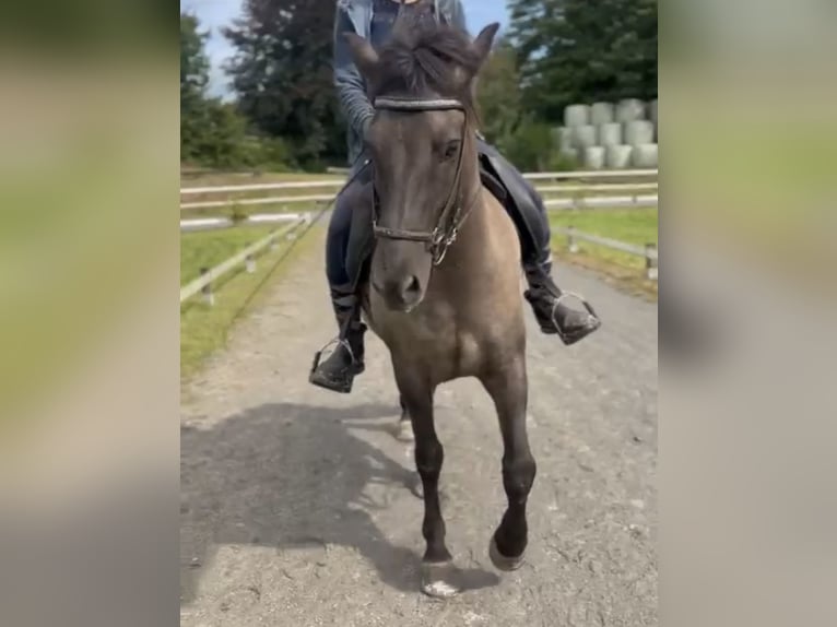 Caballos islandeses Yegua 7 años 140 cm Grullo in Hückeswagen