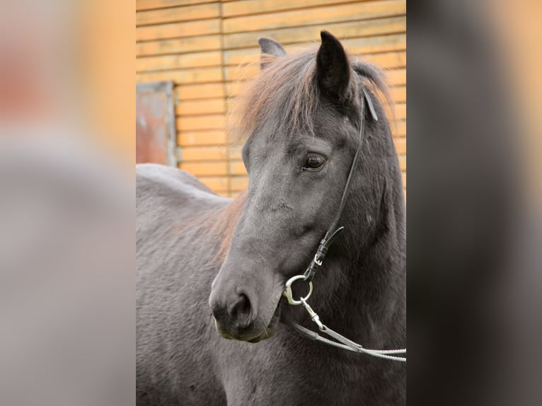 Caballos islandeses Yegua 7 años 140 cm Negro in Soltau