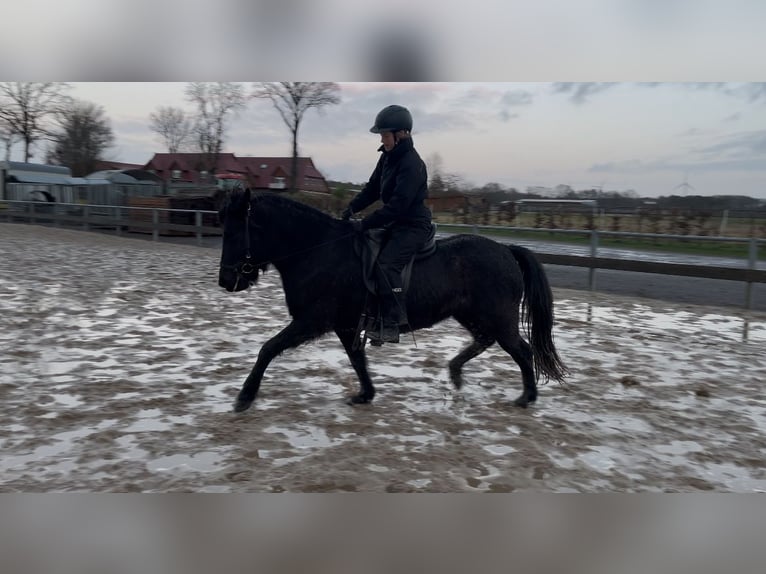 Caballos islandeses Yegua 7 años 140 cm Negro in Soltau