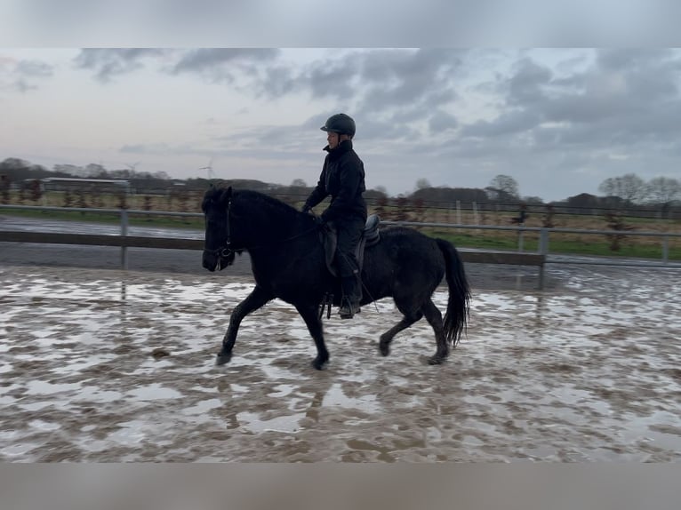 Caballos islandeses Yegua 7 años 140 cm Negro in Soltau