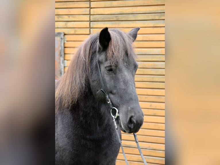 Caballos islandeses Yegua 7 años 140 cm Negro in Soltau