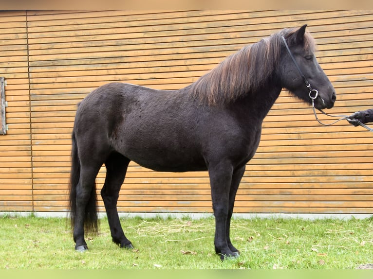 Caballos islandeses Yegua 7 años 140 cm Negro in Soltau