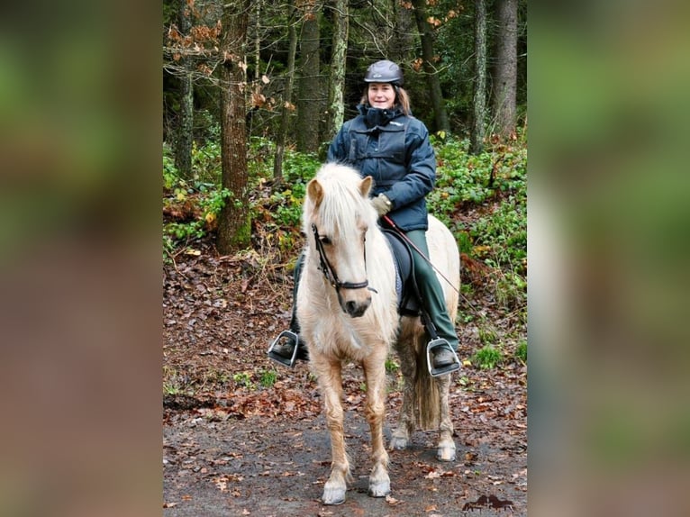 Caballos islandeses Yegua 7 años 140 cm Palomino in Meinerzhagen