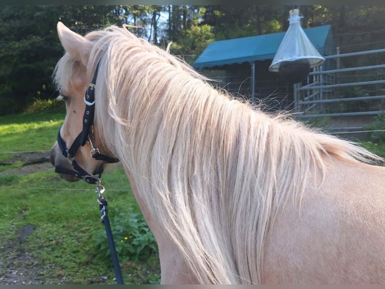 Caballos islandeses Yegua 7 años 140 cm Palomino in Meinerzhagen